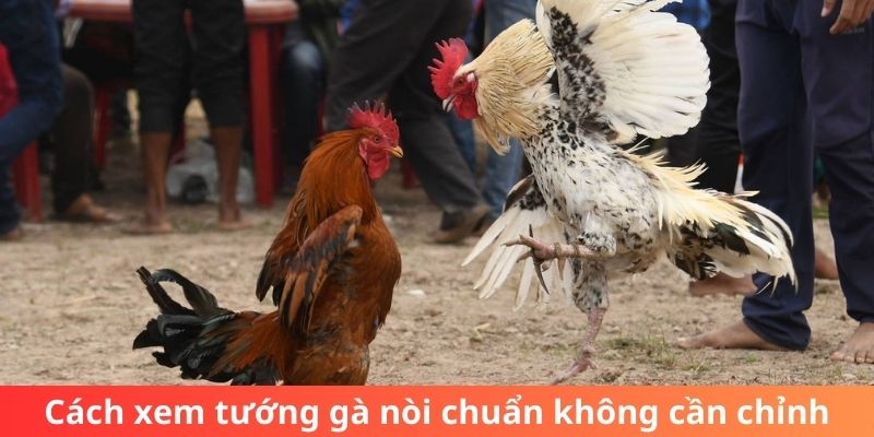 Cách xem tướng gà nòi chuẩn không cần chỉnh