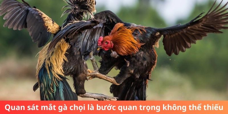 Quan sát mắt gà chọi là bước quan trọng không thể thiếu