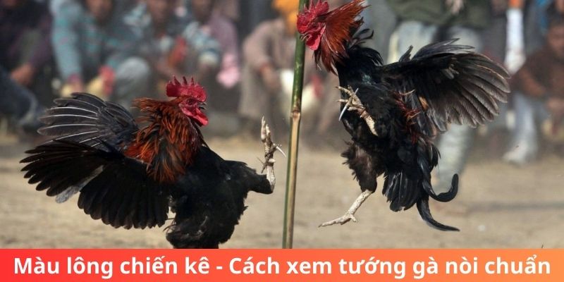 Màu lông chiến kê - Cách xem tướng gà nòi chuẩn