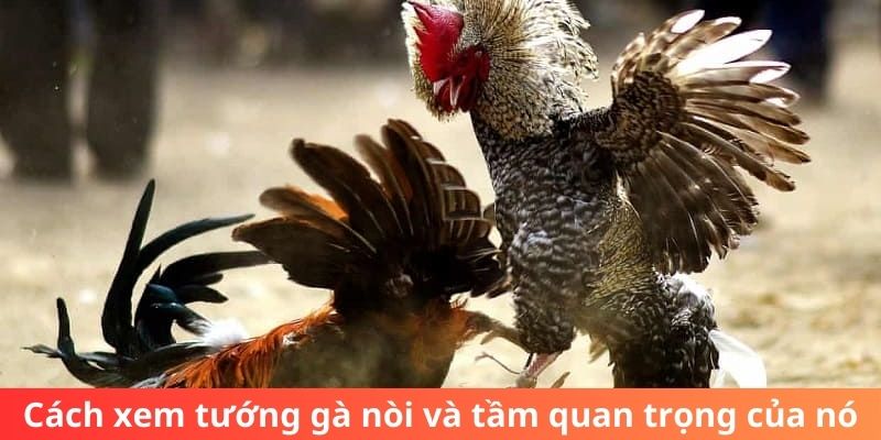 Cách xem tướng gà nòi và tầm quan trọng của nó