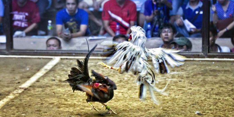 Chơi đá gà mạng đảm bảo pháp lý