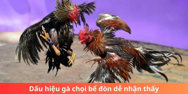 Dấu hiệu gà chọi bể đòn dễ nhận thấy