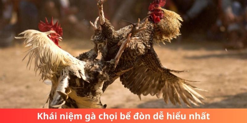 Khái niệm gà chọi bể đòn dễ hiểu nhất