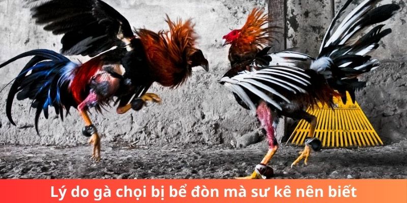 Lý do gà chọi bị bể đòn mà sư kê nên biết