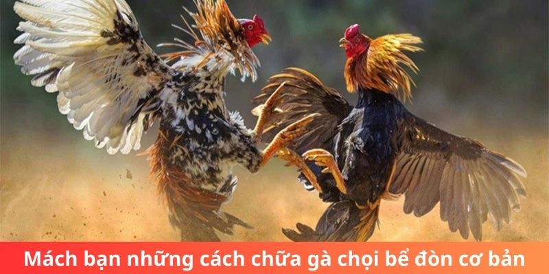 Mách bạn những cách chữa gà chọi bể đòn cơ bản