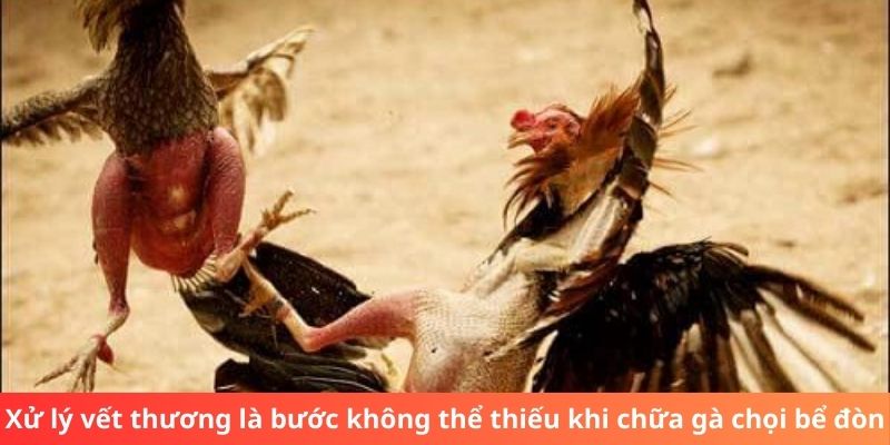 Xử lý vết thương là bước không thể thiếu khi chữa gà chọi bể đòn