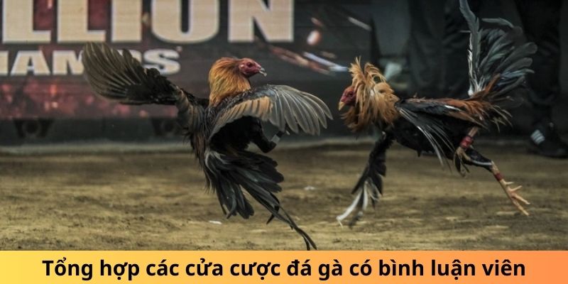 Tổng hợp các cửa cược đá gà có bình luận viên