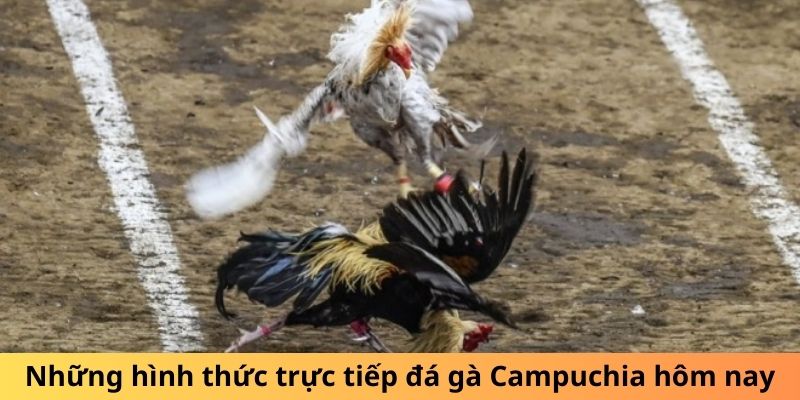 Những hình thức trực tiếp đá gà Campuchia hôm nay