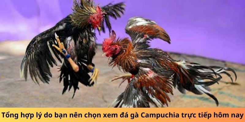 Tổng hợp lý do bạn nên chọn xem đá gà Campuchia trực tiếp hôm nay