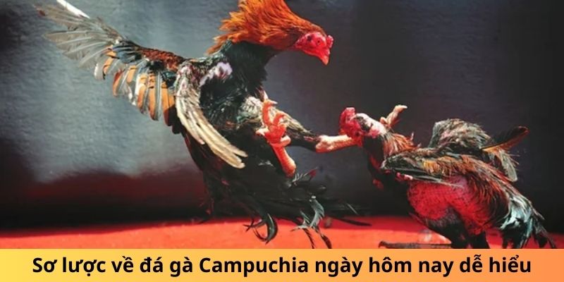 Sơ lược về đá gà Campuchia ngày hôm nay dễ hiểu