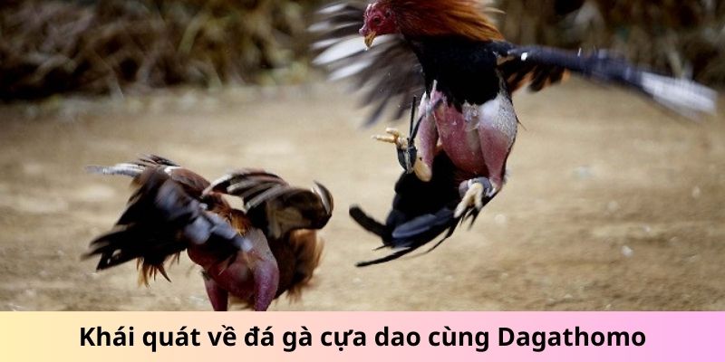 Khái quát về đá gà cựa dao cùng Dagathomo