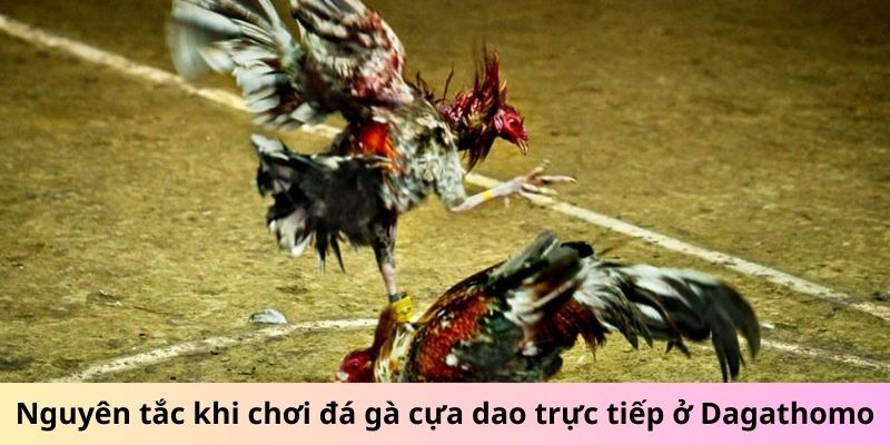 Nguyên tắc khi chơi đá gà cựa dao trực tiếp ở Dagathomo