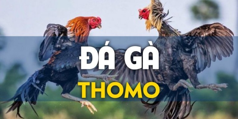 Ba kèo cược tiêu biểu trong đá gà Thomo 