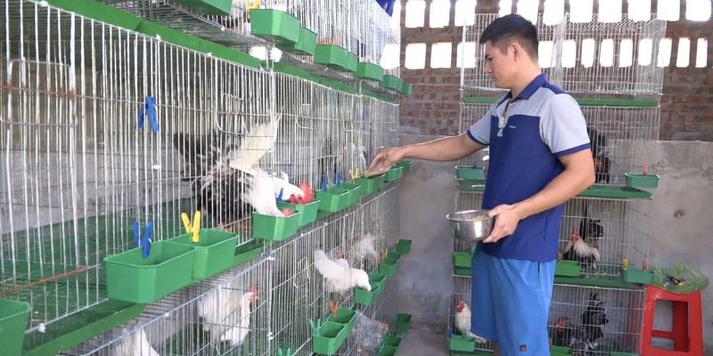 Dự đoán thể lực gà qua quá trình nuôi dưỡng