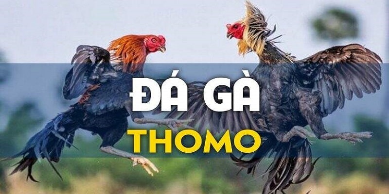 Theo dõi trận đá gà trực tiếp để dễ theo dõi pha ra đòn