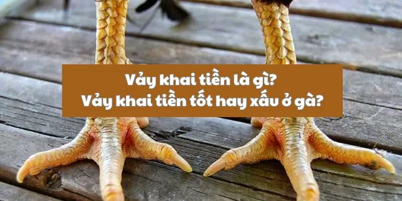 Vảy khai tiền là gì? Xấu hay tốt với gà chọi 