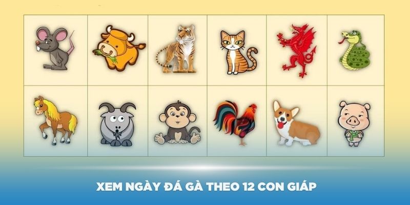 Cách xem ngày đá gà theo 12 con giáp chính xác