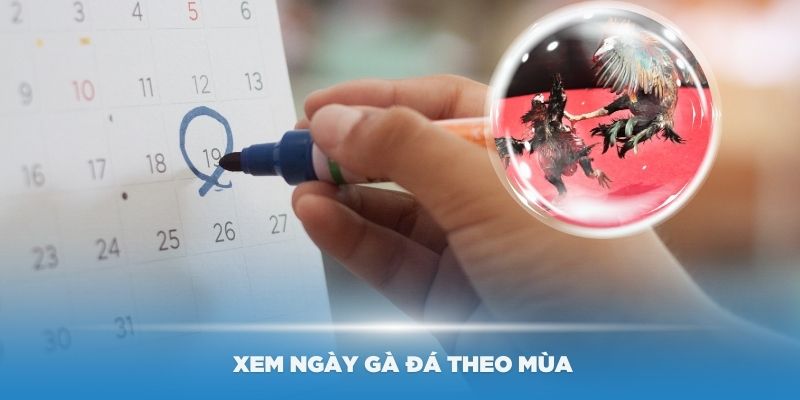 Hướng dẫn cách xem ngày gà đá theo mùa chính xác