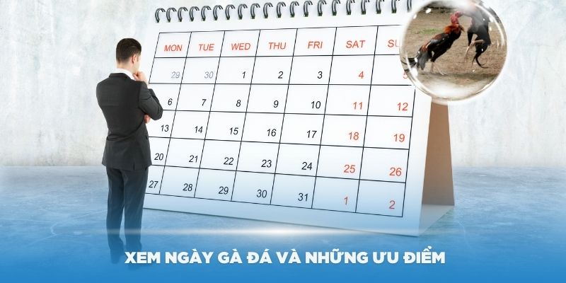 Cách xem ngày đá gà và những ưu điểm