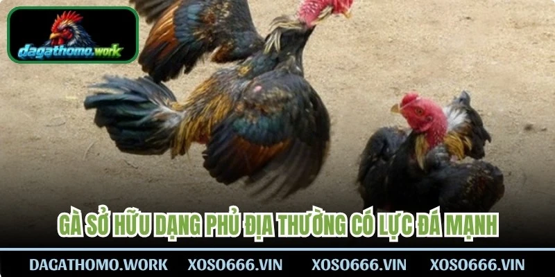 Gà sở hữu dạng phủ địa thường có lực đá mạnh, khả năng giữ thăng bằng tốt