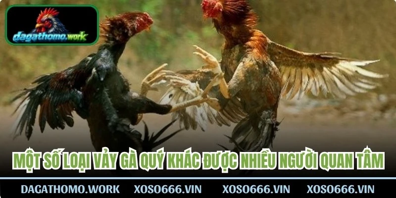 Một số loại vảy gà quý khác được nhiều người chơi quan tâm