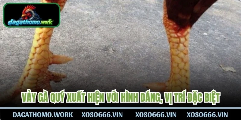 Vảy gà quý là những kiểu xuất hiện với hình dáng, vị trí hoặc cách sắp xếp đặc biệt