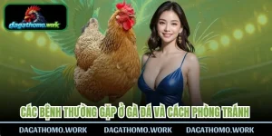Các Bệnh Thường Gặp Ở Gà Đá
