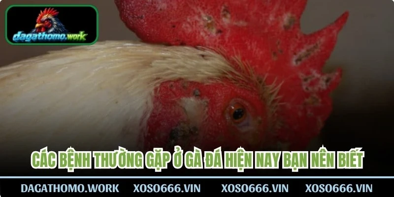 Các bệnh thường gặp ở gà đá hiện nay bạn nên biết 
