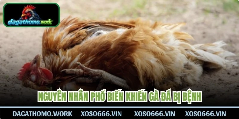 Nguyên nhân phổ biến khiến gà đá bị bệnh 