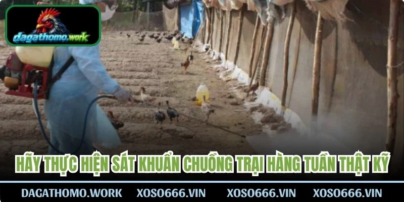 Hãy thực hiện sát khuẩn chuồng trại hàng tuần thật kỹ 