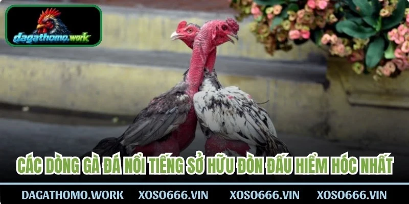 Các dòng gà đá nổi tiếng hiện nay sở hữu đòn đấu hiểm hóc nhất