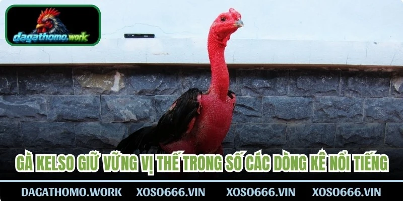 Gà Kelso luôn giữ vững vị thế trong số các dòng kê nổi tiếng