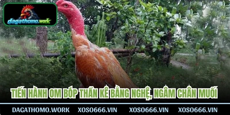 Tiến hành om bóp thần kê bằng nghệ, ngâm chân muối định kỳ