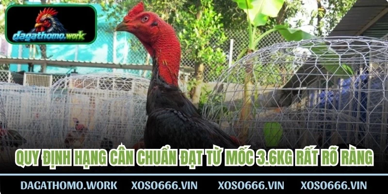 Quy định hạng cân chuẩn đạt từ mốc 3.6kg rất rõ ràng, minh bạch