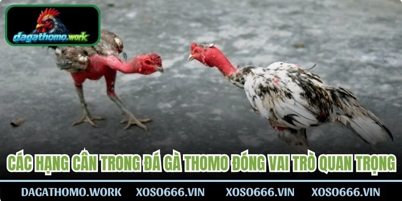 Các hạng cân trong đá gà Thomo đóng vai trò cực kỳ quan trọng