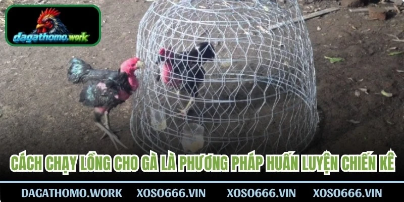 Cách chạy lồng cho gà là phương pháp huấn luyện chiến kê 