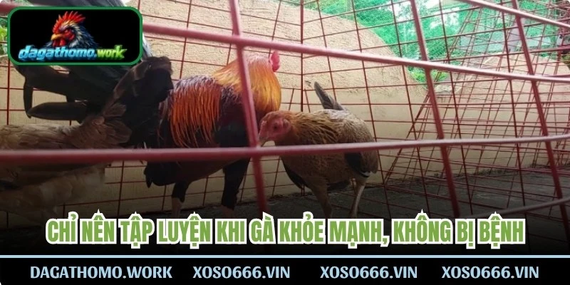 Chỉ nên tập luyện khi gà khỏe mạnh, không bị bệnh