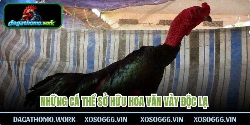 Những cá thể sở hữu hoa văn vảy độc lạ có khả năng chiến đấu tốt