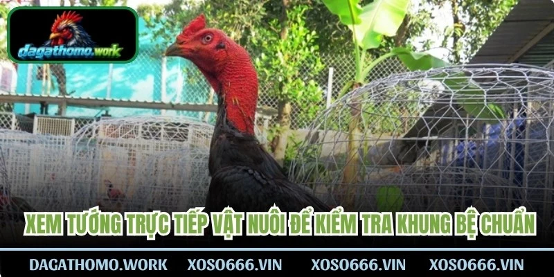 Tiến hành xem tướng trực tiếp vật nuôi để kiểm tra khung bệ chuẩn
