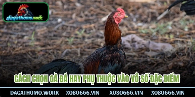 Cách chọn gà đá hay phụ thuộc vào vô số đặc điểm chuyên gia chia sẻ