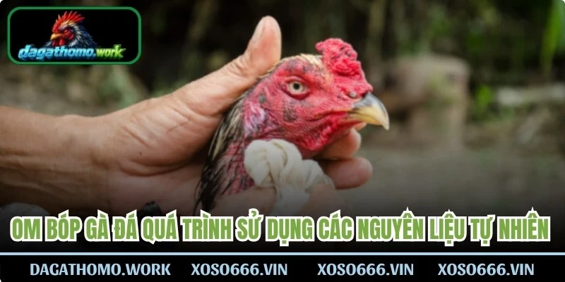 Om bóp gà đá quá trình sử dụng các nguyên liệu tự nhiên để massage lên cơ thể gà 