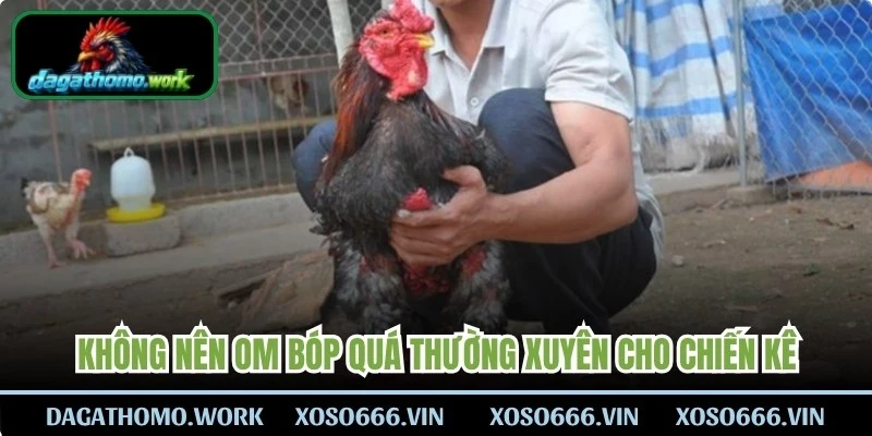 Không nên om bóp quá thường xuyên cho chiến kê 