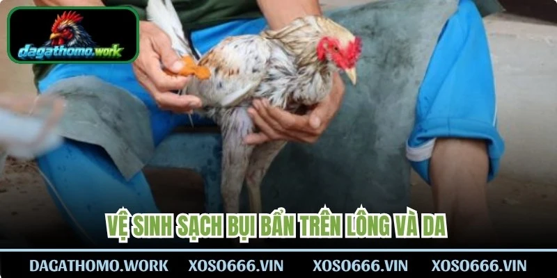 Vệ sinh sạch bụi bẩn trên lông và da để các dưỡng chất dễ dàng thấm 