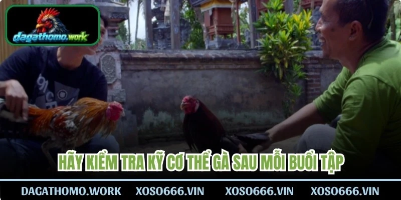 Hãy kiểm tra kỹ cơ thể gà sau mỗi buổi tập 