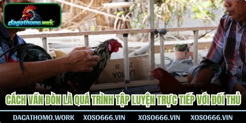 Cách vần đòn là quá trình cho gà tập luyện đấu tập trực tiếp với đối thủ 
