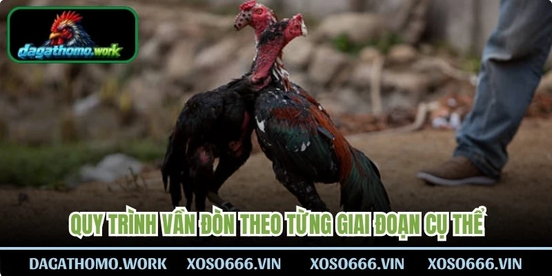 Quy trình vần đòn theo từng giai đoạn cụ thể 