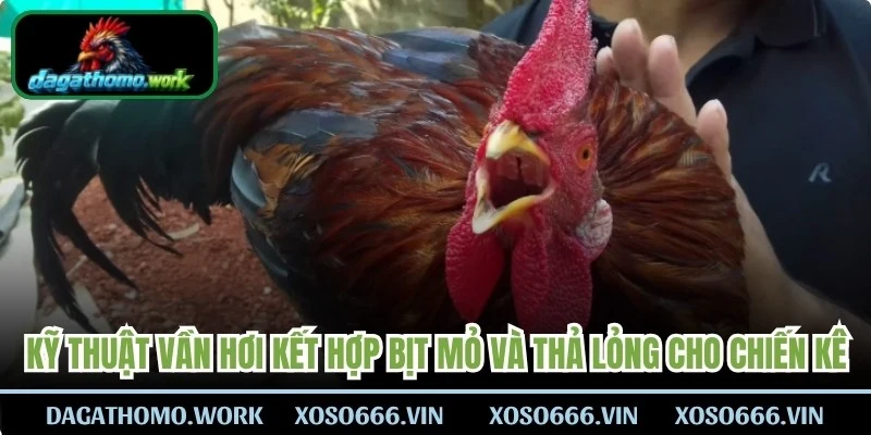 Kỹ thuật vần hơi kết hợp bịt mỏ và thả lỏng cho chiến kê 