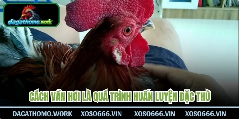 Cách vần hơi là quá trình huấn luyện đặc thù 
