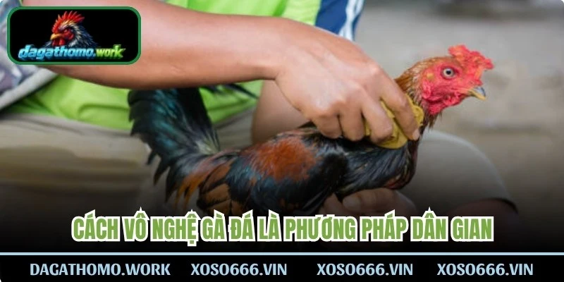 Cách vô nghệ gà đá là phương pháp dân gian