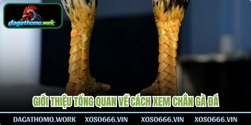 Giới thiệu tổng quan về cách xem chân gà đá